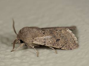 Orthosia cruda