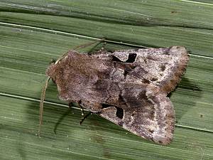 Orthosia gothica