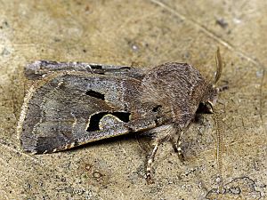 Orthosia gothica