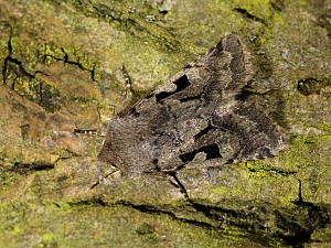 Orthosia gothica