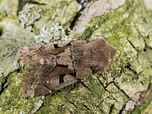 Orthosia gothica