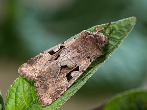 Orthosia gothica