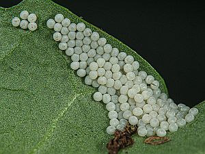 Orthosia gothica