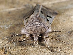 Orthosia gothica