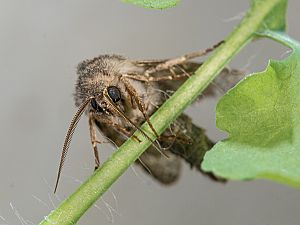 Orthosia gothica