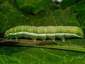 Orthosia gothica