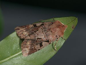 Orthosia gothica