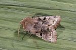 Orthosia gothica