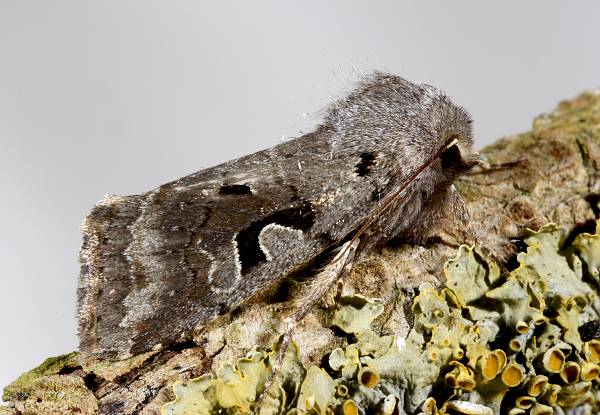 Orthosia gothica