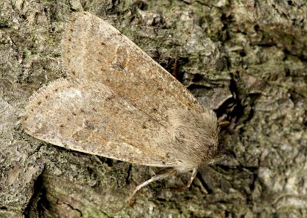 Orthosia gracilis