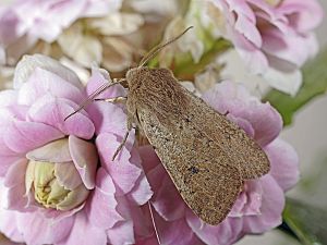 Orthosia gracilis