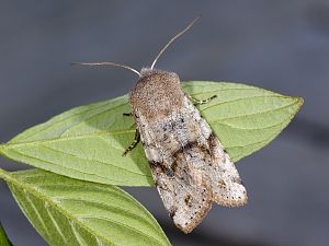 Orthosia incerta