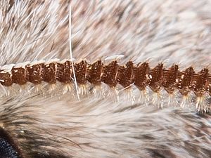 Orthosia incerta