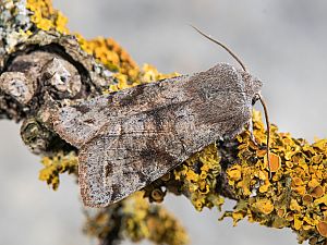 Orthosia incerta