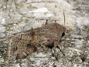 Orthosia incerta