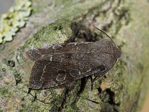 Orthosia incerta