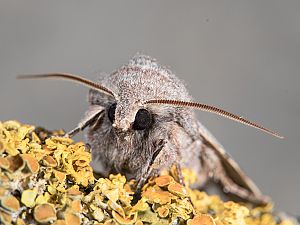 Orthosia incerta