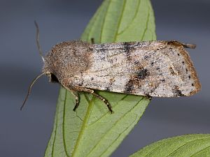 Orthosia incerta