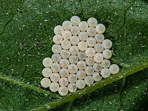 Orthosia miniosa