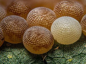 Orthosia miniosa