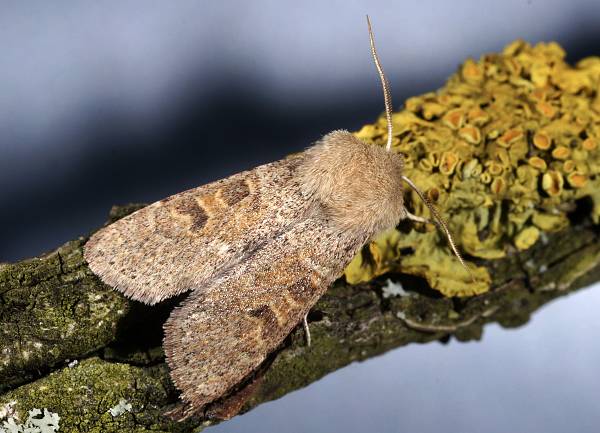 Orthosia miniosa