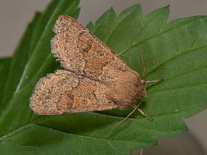 Orthosia miniosa