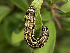 Orthosia miniosa