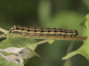 Orthosia miniosa