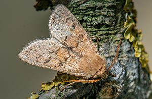 Orthosia miniosa