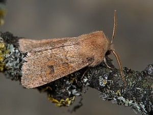 Orthosia miniosa