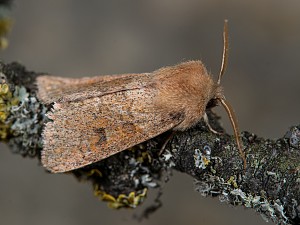 Orthosia miniosa