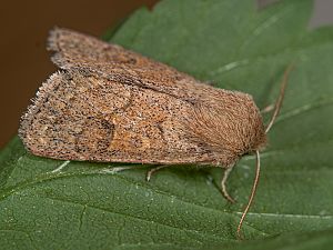 Orthosia miniosa