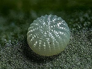 Phlogophora meticulosa