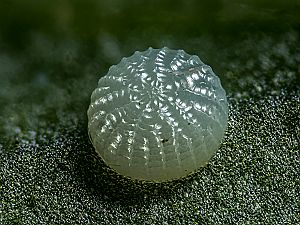 Phlogophora meticulosa