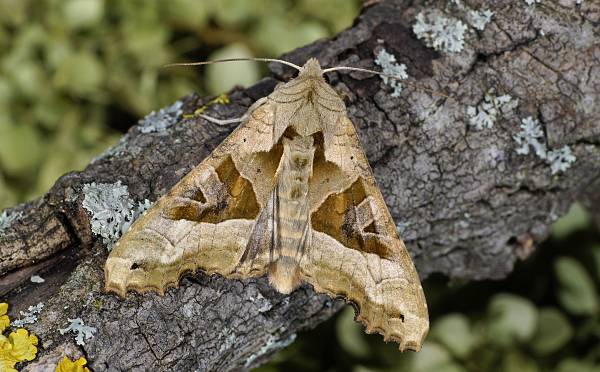 Phlogophora meticulosa