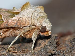 Phlogophora meticulosa