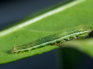 Phlogophora meticulosa