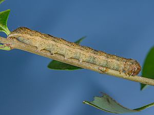 Phlogophora meticulosa