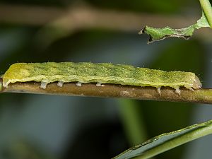 Phlogophora meticulosa