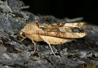 Phlogophora meticulosa