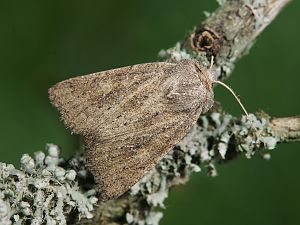 Photedes fluxa