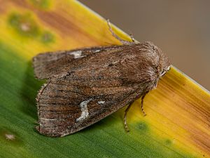 Phragmatiphila nexa