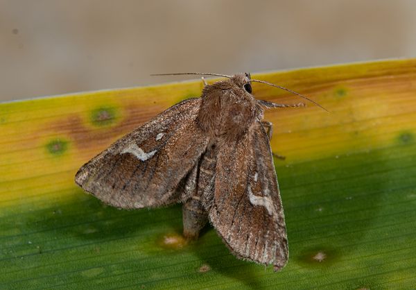 Phragmatiphila nexa