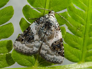 Pseudeustrotia candidula