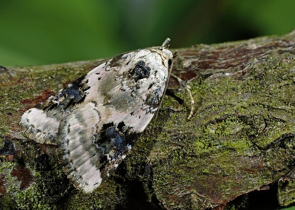 Pseudeustrotia candidula