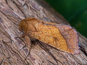 Pyrrhia umbra