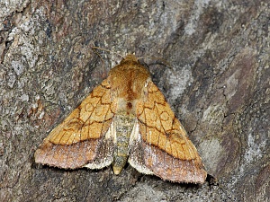 Pyrrhia umbra