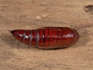 Pyrrhia umbra