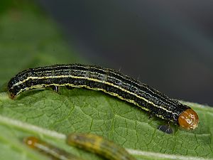 Pyrrhia umbra