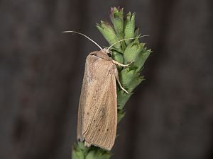 Rhizedra lutosa